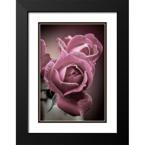 Colorado-Fort Collins Roses close-up  Black Modern Wood Framed Art Print with Double Matting by Jaynes Gallery