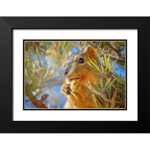 Colorado-Fort Collins Fox squirrel eating pine cone  Black Modern Wood Framed Art Print with Double Matting by Jaynes Gallery