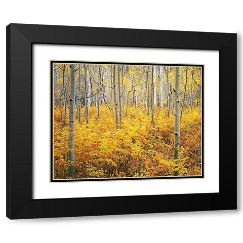 Colorado-Rocky Mountains Abstract of aspens and vegetation in autumn Black Modern Wood Framed Art Print with Double Matting by Jaynes Gallery