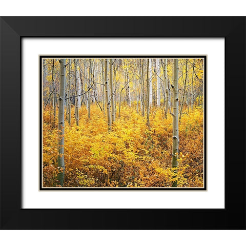 Colorado-Rocky Mountains Abstract of aspens and vegetation in autumn Black Modern Wood Framed Art Print with Double Matting by Jaynes Gallery