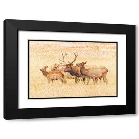 USA-Colorado-Rocky Mountain National Park North American elk male and females in mating season Black Modern Wood Framed Art Print with Double Matting by Jaynes Gallery