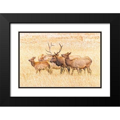 USA-Colorado-Rocky Mountain National Park North American elk male and females in mating season Black Modern Wood Framed Art Print with Double Matting by Jaynes Gallery