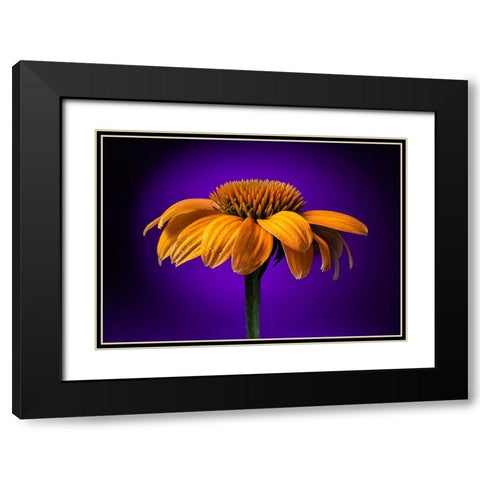 USA-Colorado-Fort Collins Coneflower close-up Black Modern Wood Framed Art Print with Double Matting by Jaynes Gallery