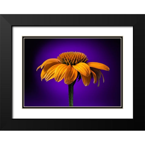 USA-Colorado-Fort Collins Coneflower close-up Black Modern Wood Framed Art Print with Double Matting by Jaynes Gallery