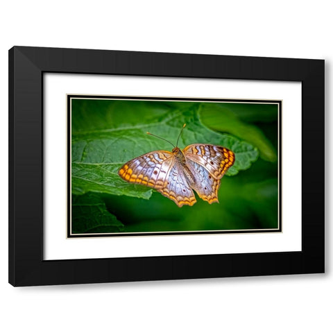 USA-Colorado-Fort Collins White peacock butterfly close-up Black Modern Wood Framed Art Print with Double Matting by Jaynes Gallery