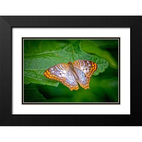 USA-Colorado-Fort Collins White peacock butterfly close-up Black Modern Wood Framed Art Print with Double Matting by Jaynes Gallery