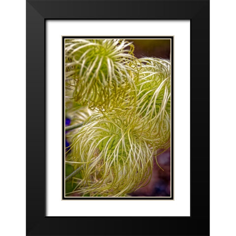 USA-Colorado-Fort Collins Clematis plant close-up Black Modern Wood Framed Art Print with Double Matting by Jaynes Gallery