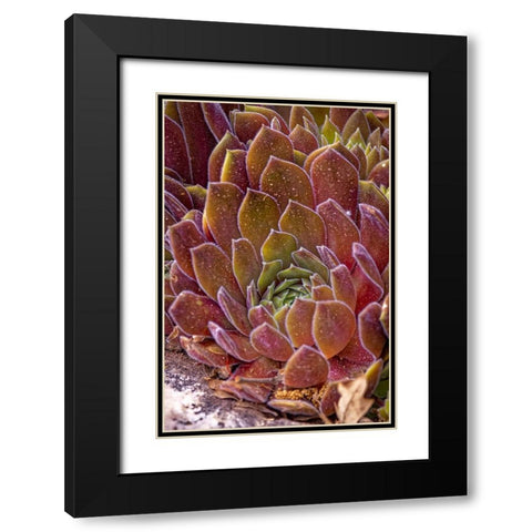 USA-Colorado-Fort Collins Succulent plant close-up Black Modern Wood Framed Art Print with Double Matting by Jaynes Gallery
