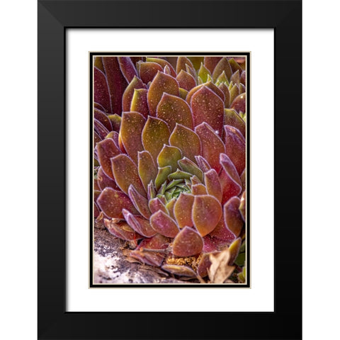 USA-Colorado-Fort Collins Succulent plant close-up Black Modern Wood Framed Art Print with Double Matting by Jaynes Gallery