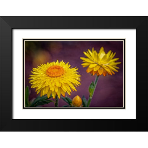 USA-Colorado-Fort Collins Yellow strawflowers close-up Black Modern Wood Framed Art Print with Double Matting by Jaynes Gallery