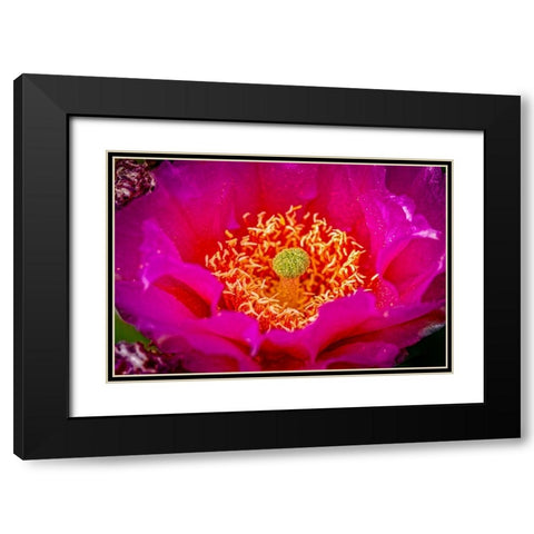 USA-Colorado-Fort Collins Prickly pear cactus flower close-up Black Modern Wood Framed Art Print with Double Matting by Jaynes Gallery
