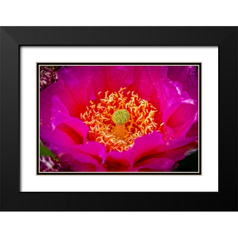 USA-Colorado-Fort Collins Prickly pear cactus flower close-up Black Modern Wood Framed Art Print with Double Matting by Jaynes Gallery