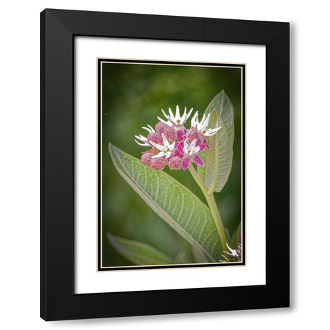 USA-Colorado-Fort Collins Showy milkweed flowers Black Modern Wood Framed Art Print with Double Matting by Jaynes Gallery