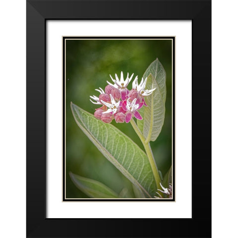 USA-Colorado-Fort Collins Showy milkweed flowers Black Modern Wood Framed Art Print with Double Matting by Jaynes Gallery