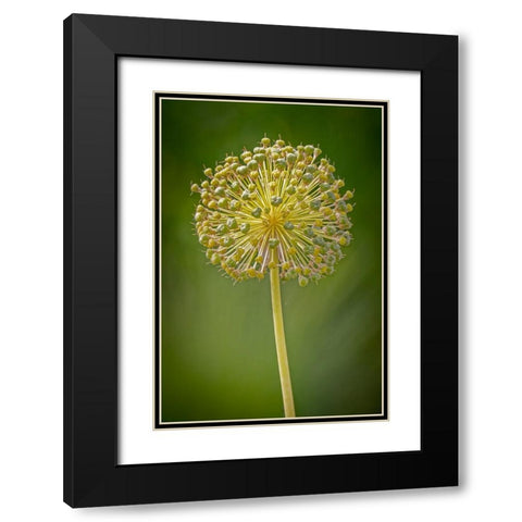 USA-Colorado-Fort Collins Yellow allium plant close-up Black Modern Wood Framed Art Print with Double Matting by Jaynes Gallery