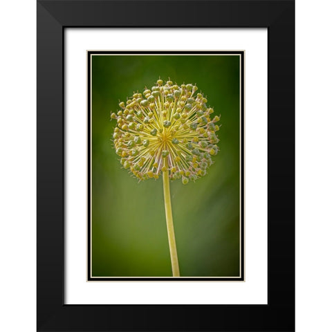 USA-Colorado-Fort Collins Yellow allium plant close-up Black Modern Wood Framed Art Print with Double Matting by Jaynes Gallery