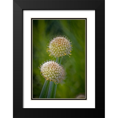 USA-Colorado-Fort Collins White allium plant close-up Black Modern Wood Framed Art Print with Double Matting by Jaynes Gallery