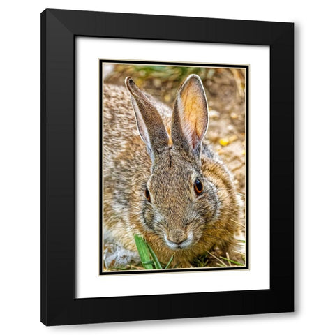 USA-Colorado-Fort Collins Eastern cottontail rabbit close-up Black Modern Wood Framed Art Print with Double Matting by Jaynes Gallery