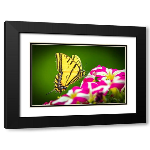 USA-Colorado-Fort Collins Eastern tiger swallowtail on petunia flowers Black Modern Wood Framed Art Print with Double Matting by Jaynes Gallery