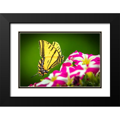 USA-Colorado-Fort Collins Eastern tiger swallowtail on petunia flowers Black Modern Wood Framed Art Print with Double Matting by Jaynes Gallery