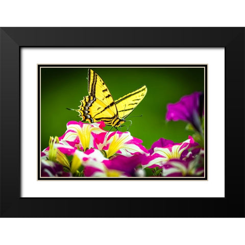 USA-Colorado-Fort Collins Eastern tiger swallowtail on petunia flowers Black Modern Wood Framed Art Print with Double Matting by Jaynes Gallery