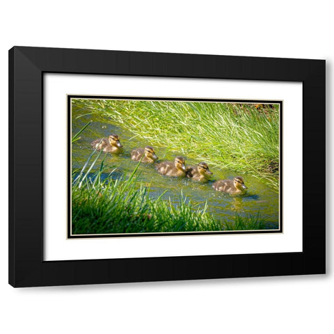 USA-Colorado-Fort Collins Mallard ducklings swimming in stream Black Modern Wood Framed Art Print with Double Matting by Jaynes Gallery