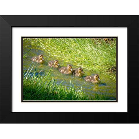 USA-Colorado-Fort Collins Mallard ducklings swimming in stream Black Modern Wood Framed Art Print with Double Matting by Jaynes Gallery