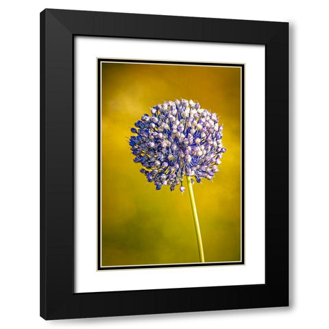 USA-Colorado-Fort Collins Blue allium flower Black Modern Wood Framed Art Print with Double Matting by Jaynes Gallery