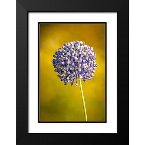 USA-Colorado-Fort Collins Blue allium flower Black Modern Wood Framed Art Print with Double Matting by Jaynes Gallery