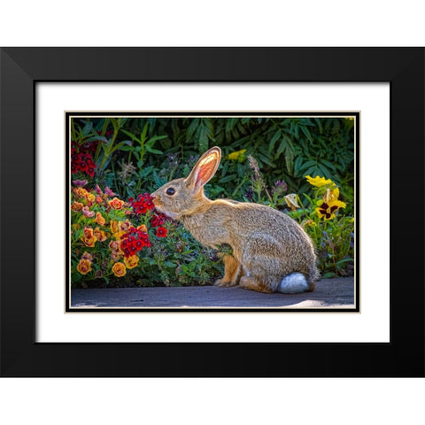 USA-Colorado-Fort Collins Eastern cottontail rabbit close-up Black Modern Wood Framed Art Print with Double Matting by Jaynes Gallery