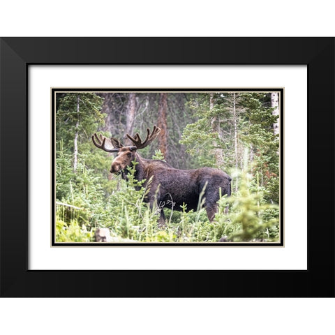 USA-Colorado-Cameron Pass Shiras male moose grazing in forest Black Modern Wood Framed Art Print with Double Matting by Jaynes Gallery