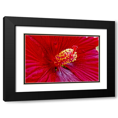 USA-Colorado-Fort Collins Hibiscus flower detail Black Modern Wood Framed Art Print with Double Matting by Jaynes Gallery