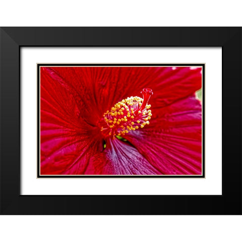USA-Colorado-Fort Collins Hibiscus flower detail Black Modern Wood Framed Art Print with Double Matting by Jaynes Gallery