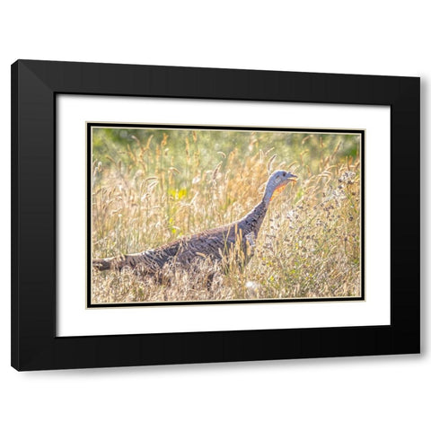 USA-Colorado-Fort Collins Merriam wild turkey in grassy field Black Modern Wood Framed Art Print with Double Matting by Jaynes Gallery