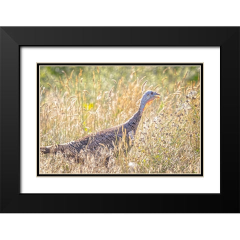 USA-Colorado-Fort Collins Merriam wild turkey in grassy field Black Modern Wood Framed Art Print with Double Matting by Jaynes Gallery
