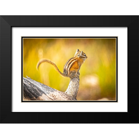 USA-Colorado Least chipmunk on log Black Modern Wood Framed Art Print with Double Matting by Jaynes Gallery