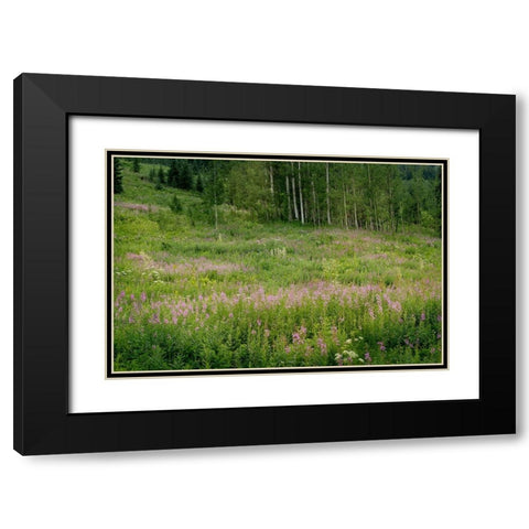 USA-Colorado-Gunnison National Forest Fireweed wildflowers and aspens in meadow Black Modern Wood Framed Art Print with Double Matting by Jaynes Gallery