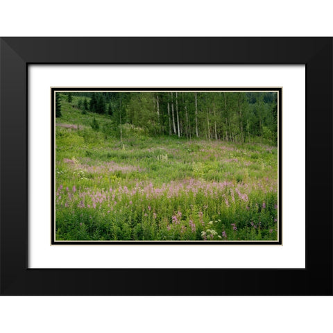 USA-Colorado-Gunnison National Forest Fireweed wildflowers and aspens in meadow Black Modern Wood Framed Art Print with Double Matting by Jaynes Gallery