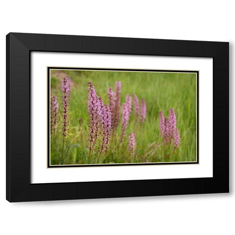 USA-Colorado-Gunnison National Forest Elephant head flowers close-up Black Modern Wood Framed Art Print with Double Matting by Jaynes Gallery