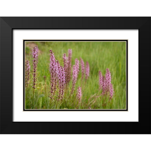 USA-Colorado-Gunnison National Forest Elephant head flowers close-up Black Modern Wood Framed Art Print with Double Matting by Jaynes Gallery
