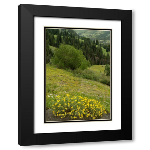 USA-Colorado-Gunnison National Forest Hairy golden aster flowers and mountain landscape Black Modern Wood Framed Art Print with Double Matting by Jaynes Gallery