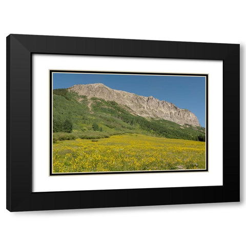 USA-Colorado-Gunnison National Forest Mule-ears flowers in field below Gothic Mountain Black Modern Wood Framed Art Print with Double Matting by Jaynes Gallery