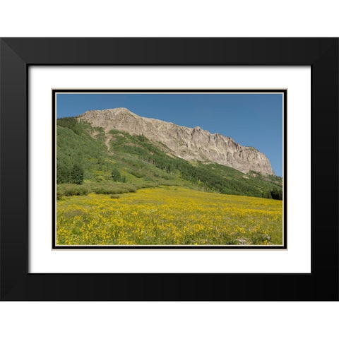 USA-Colorado-Gunnison National Forest Mule-ears flowers in field below Gothic Mountain Black Modern Wood Framed Art Print with Double Matting by Jaynes Gallery