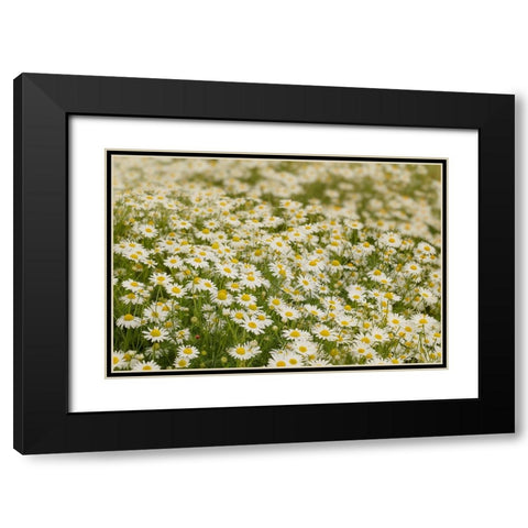 USA-Colorado Wild chamomile flowers in a mountain meadow Black Modern Wood Framed Art Print with Double Matting by Jaynes Gallery