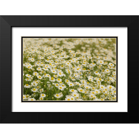 USA-Colorado Wild chamomile flowers in a mountain meadow Black Modern Wood Framed Art Print with Double Matting by Jaynes Gallery