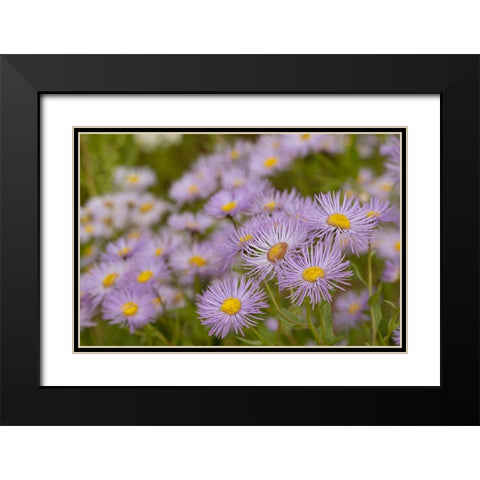 USA-Colorado-Gunnison National Forest Showy daisy flowers close-up Black Modern Wood Framed Art Print with Double Matting by Jaynes Gallery