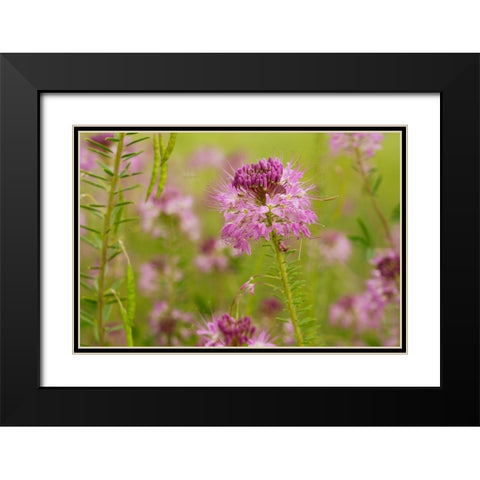 USA-Colorado Rocky Mountain bee plant close-up Black Modern Wood Framed Art Print with Double Matting by Jaynes Gallery