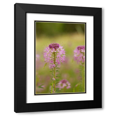 USA-Colorado Rocky Mountain bee plant close-up Black Modern Wood Framed Art Print with Double Matting by Jaynes Gallery