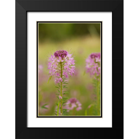 USA-Colorado Rocky Mountain bee plant close-up Black Modern Wood Framed Art Print with Double Matting by Jaynes Gallery