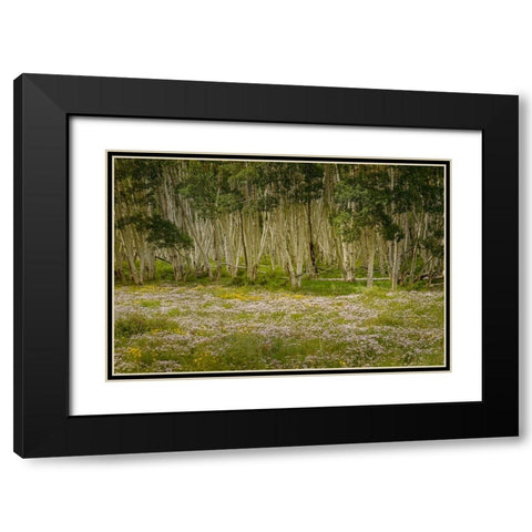 USA-Colorado-San Juan Mountains Wildflowers in mountain meadow Black Modern Wood Framed Art Print with Double Matting by Jaynes Gallery